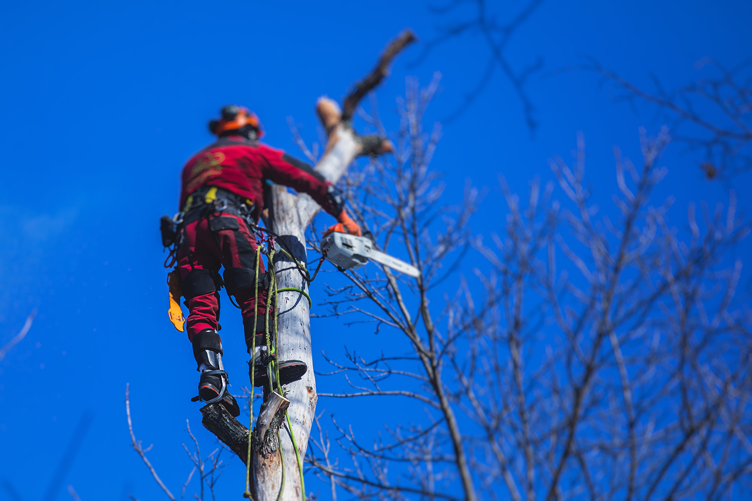 Arborist,Tree,Surgeon,Cutting,Tree,Branches,With,Chainsaw,,Lumberjack,Woodcutter